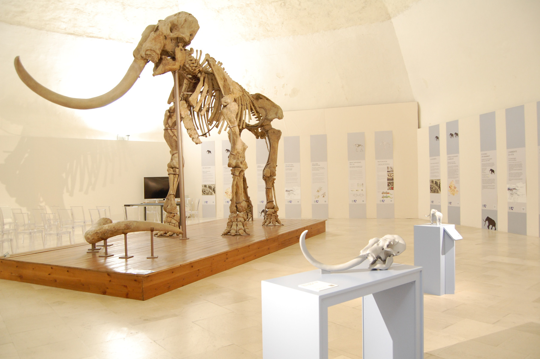 Mammuthus meridionalis vestinus